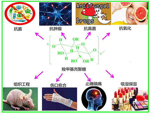 羧甲基壳聚糖(图4)